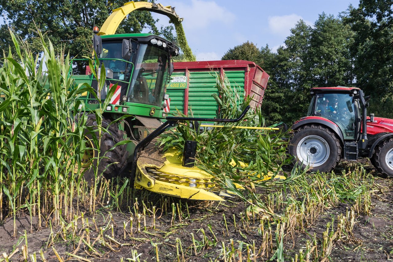 Bild 224 - Maisernte